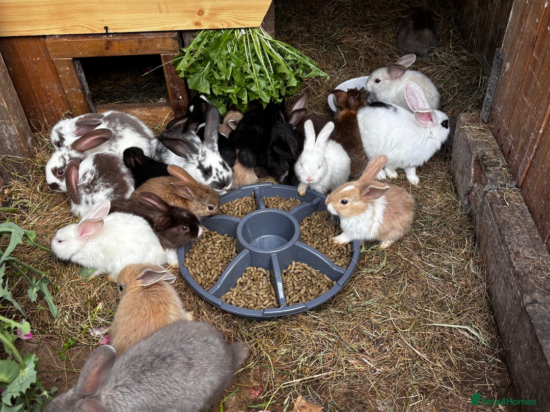 Mixed Breed rabbits for sale: Rabbits 🐇  - Advert 9