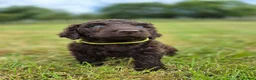 Irish Water Spaniel dogs for sale: Irish Water Spaniels  in Bishop Auckland - Advert 20
