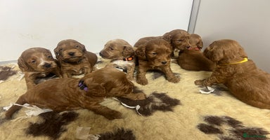 Cockapoo dogs - Advert 9