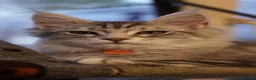 Maine Coon cats for sale: Beautiful Maine Coon Sisters Ready Now 🐾 - Advert 18