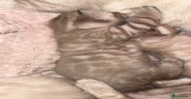 Bengal cats - Advert 10