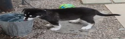 Northern Inuit dogs for sale: Last boy available from health tested parents - Advert 7