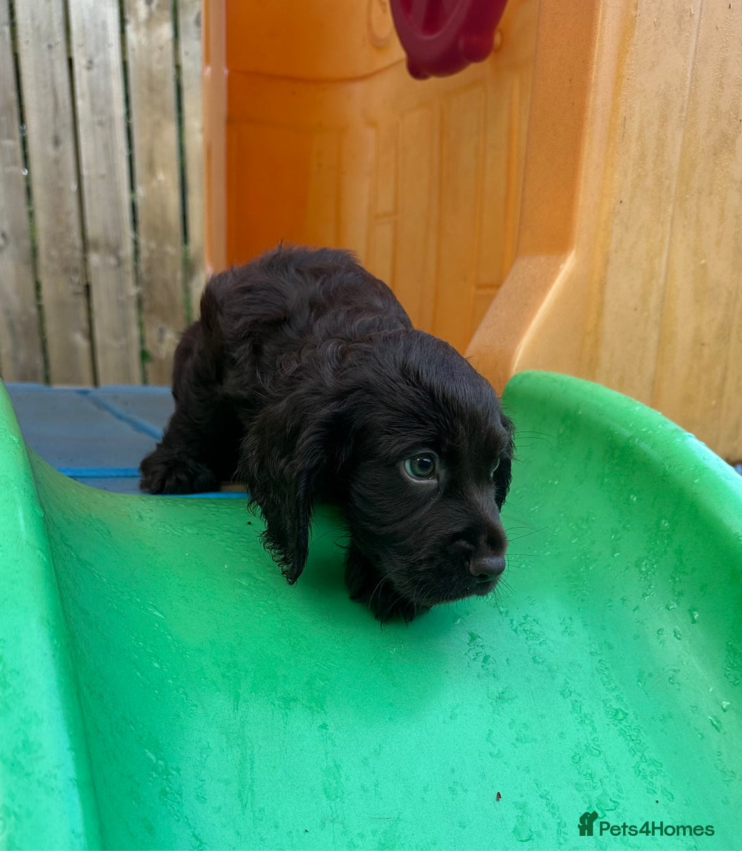 Cocker Spaniel dogs for sale: Ready to leave, Last Chocolate Boy Working Cocker  - Image 6