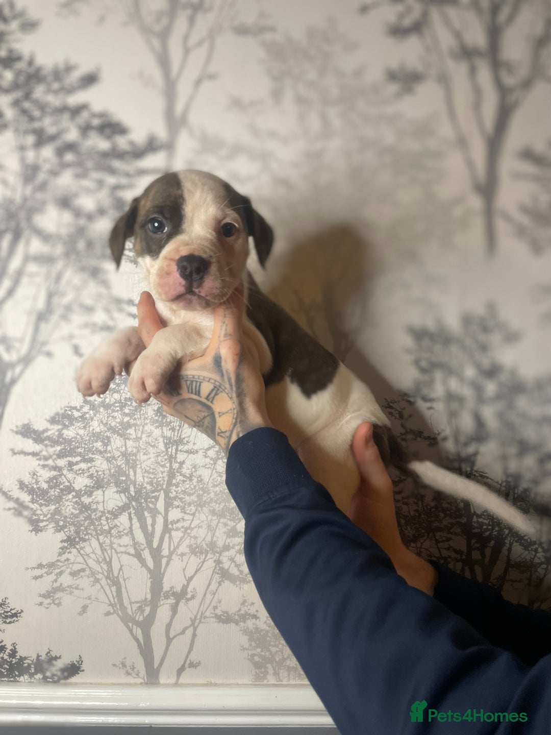Mixed Breed dogs for sale: Bulldogs for sale  - Image 17