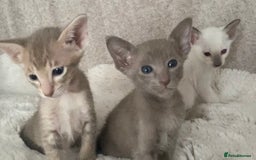 Oriental cats for sale: Oriental kittens  - Image 4