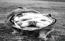 English Bulldog dogs for sale: Beautiful English bulldog - Image 7