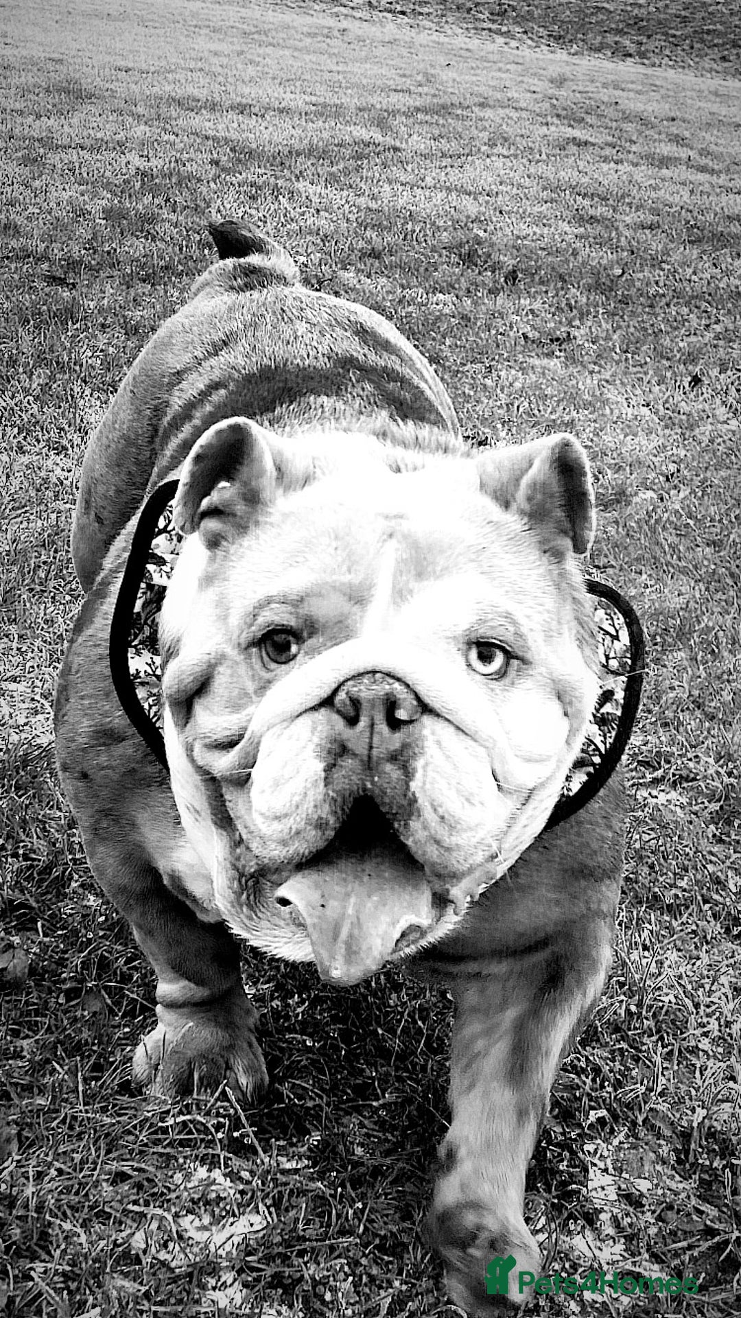 English Bulldog dogs for sale: Beautiful English bulldog - Image 7