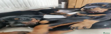 Dobermann Puppy 5