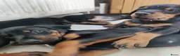 Dobermann dogs for sale: Adorable Doberman puppies  - Advert 11