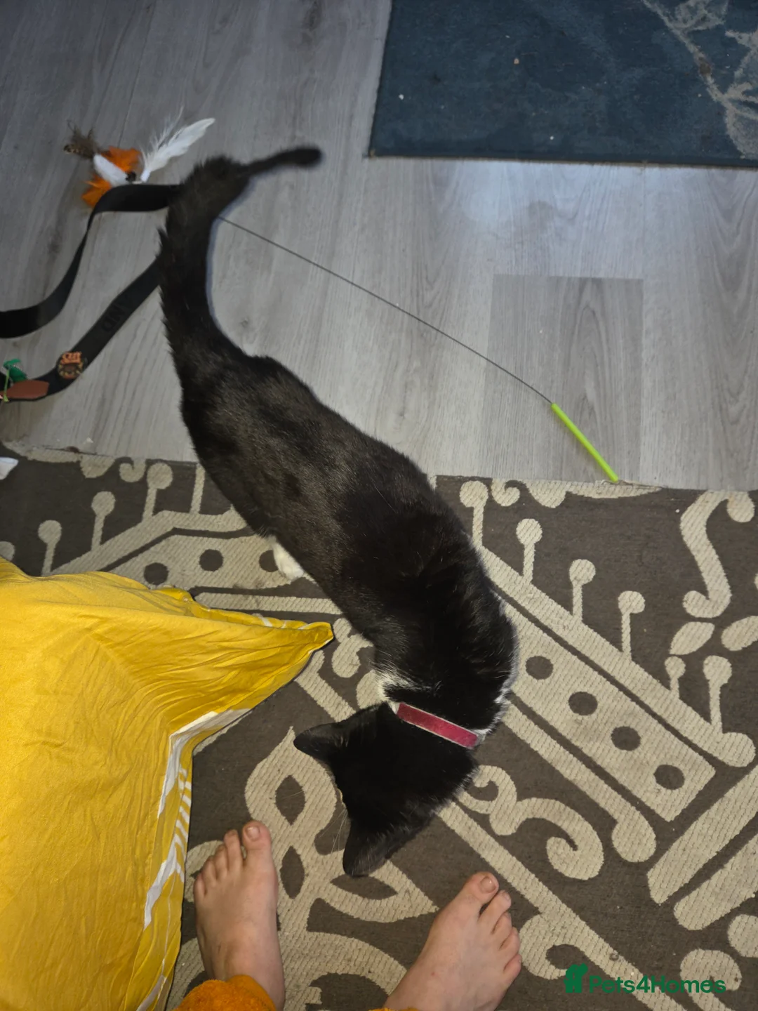 Mixed Breed cats for sale: Retirement home needed - Advert 5