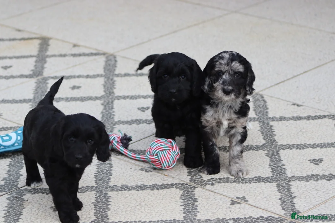 Cockapoo dogs for sale: F1 Cockapoo puppies for sale - Advert 19