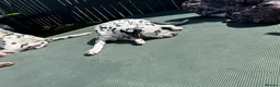 Dalmatian dogs for sale:  KC REGISTERED DALMATIAN PUPS  - Advert 14