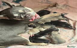 French Bulldog dogs for sale: French bulldog  - Image 2