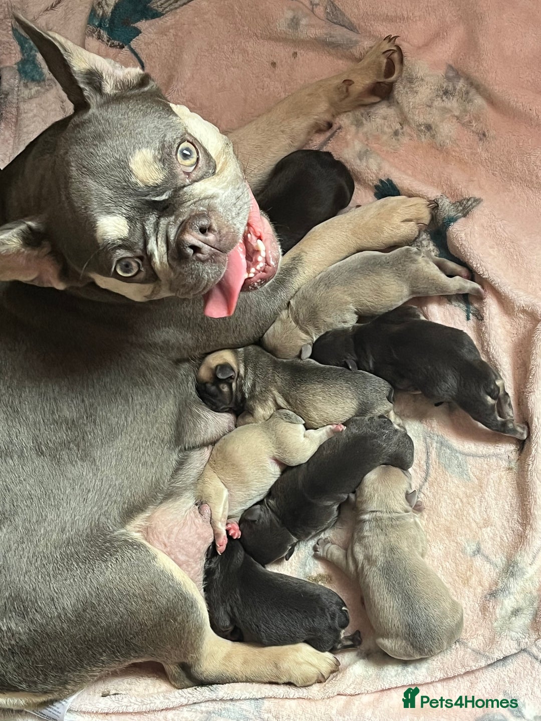 French Bulldog dogs for sale: French bulldog  - Image 2