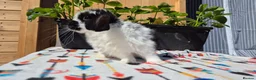 Mini Lop rabbits for sale: Mini Lop Bunnies Ready This Friday 01/04/26 - Advert 7