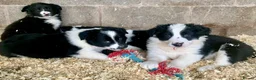 Border Collie dogs for sale: Border collie pups traditional black and white  in Bacup - Advert 4