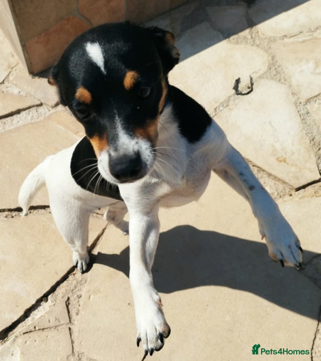 Jack Russell dogs for adoption: Viivi,a lively little soul needs forever home - Image 4