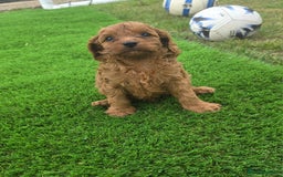 Cavapoo dogs for sale: Ready now Extensively tested f1 cavapoo puppies - Image 8