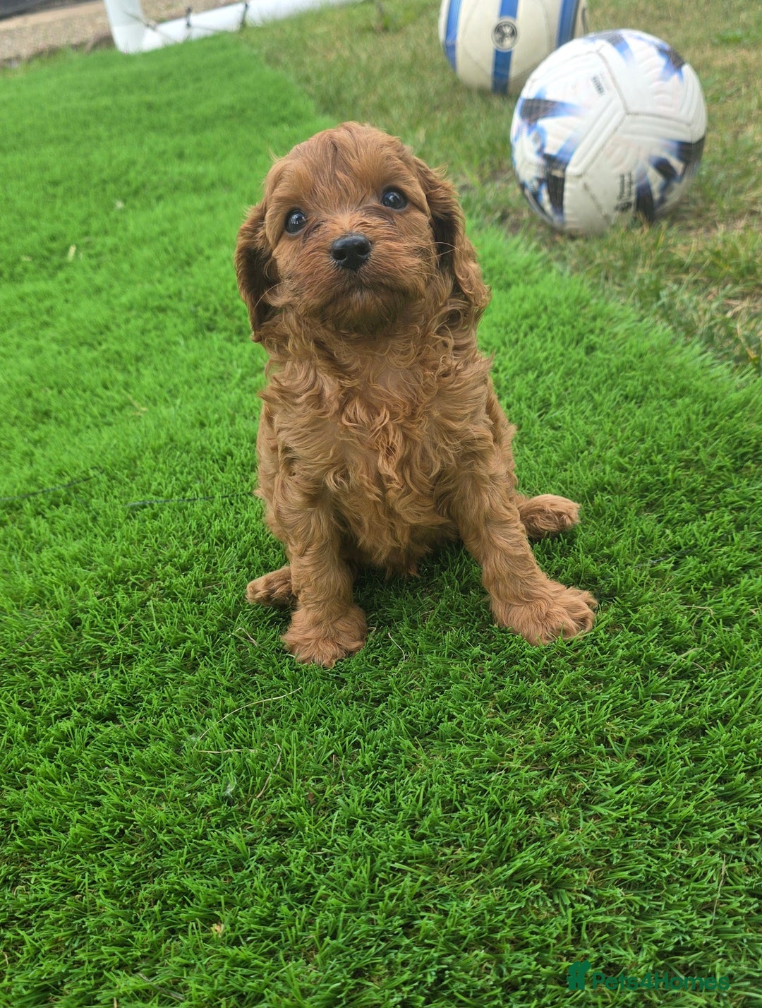 Cavapoo dogs for sale: Ready now Extensively tested f1 cavapoo puppies - Image 8