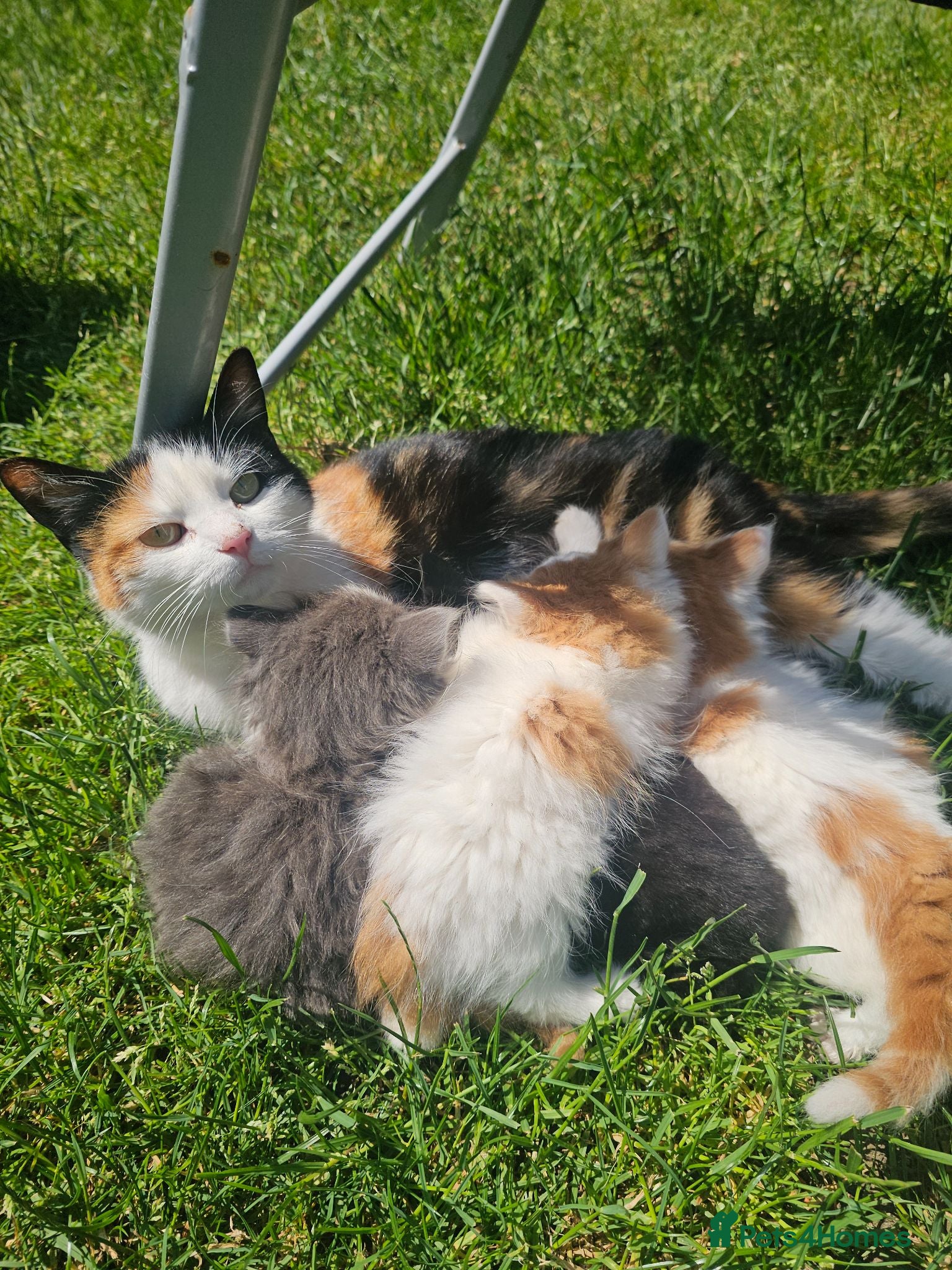 Persian cats Half perian lovley kittens  - Advert 1