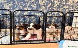 English Springer Spaniel dogs for sale: last baby looking for his forever home🥺😍 - Advert 13