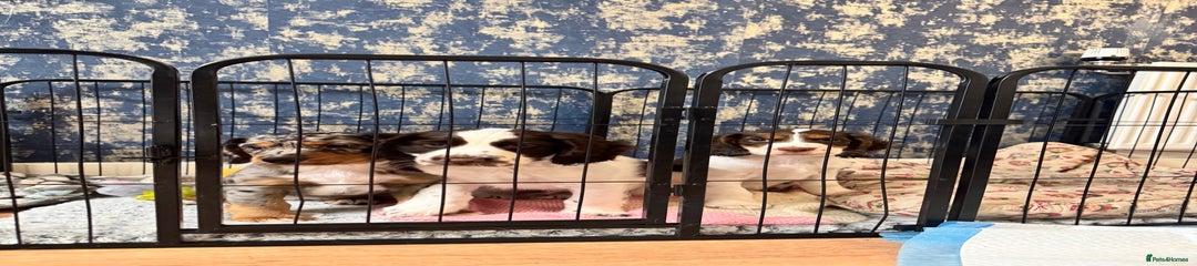 English Springer Spaniel Puppy 2