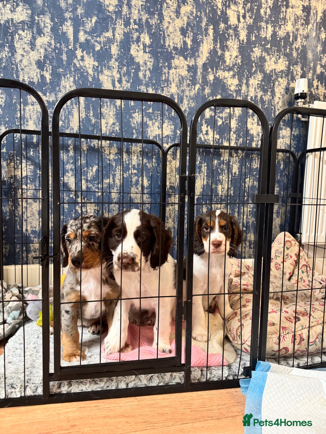 English Springer Spaniel dogs for sale: last baby looking for his forever home🥺😍 - Advert 13