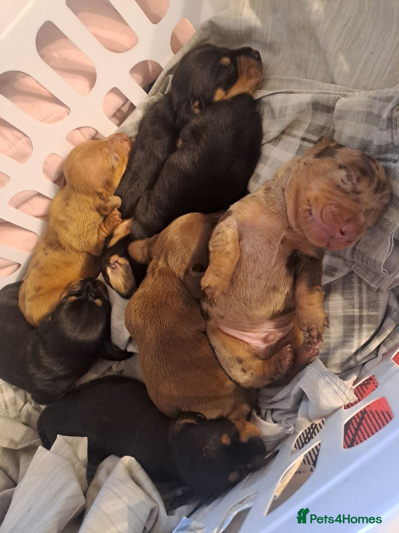 Miniature Dachshund dogs Miniature dachshunds - Advert 13