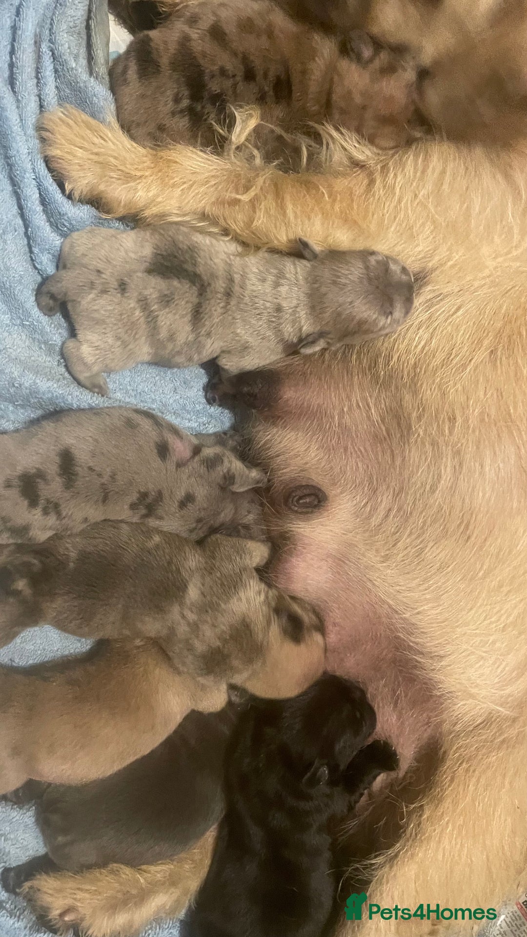 Mixed Breed dogs for sale: Beautiful french bulldog/shit zhu babies  - Image 8