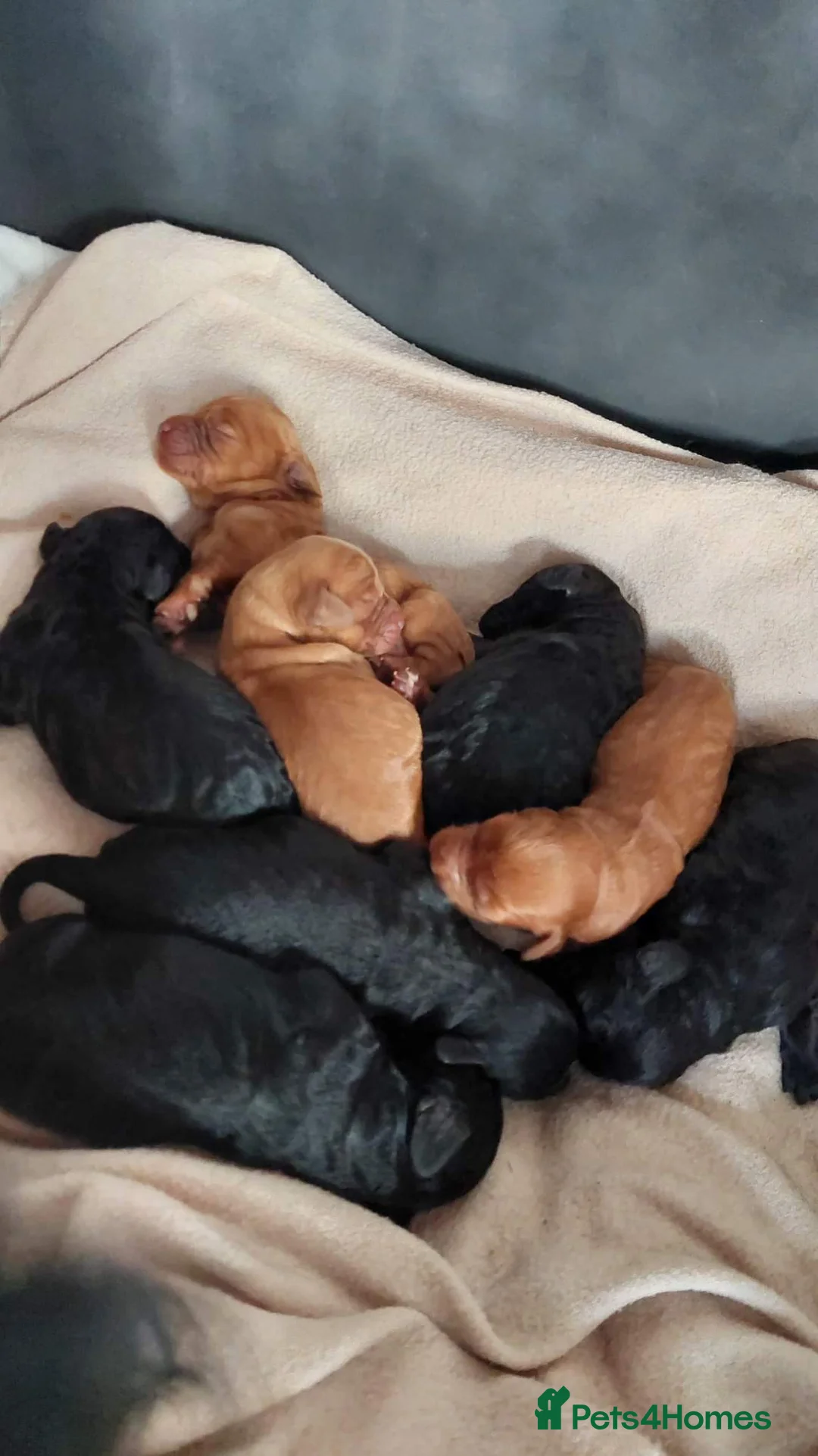 Standard Poodle dogs for stud: Cream K.C reg Standard Poodle 4 Stud  in Chesterfield - Advert 5