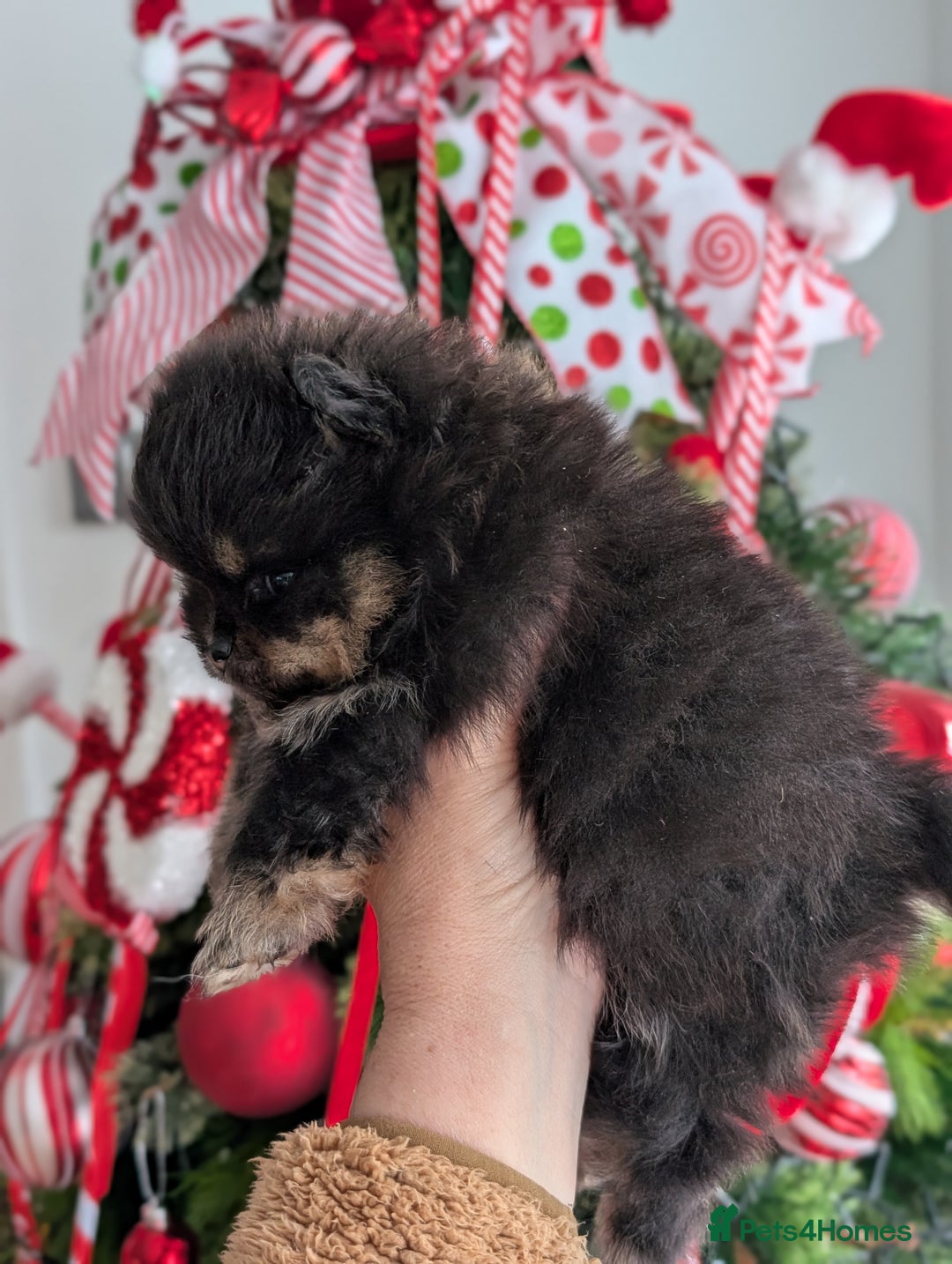 Pomeranian dogs for sale: All pups reserved  - Advert 27