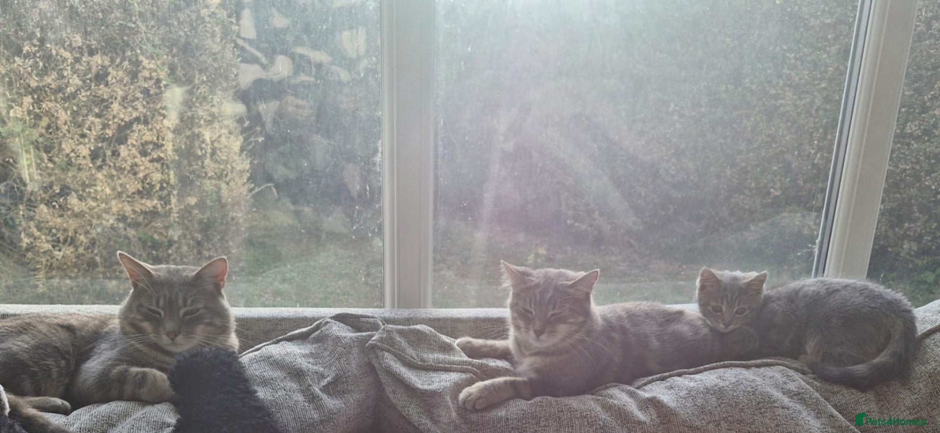 American Shorthair cats Playful Female Kitten Ready For New Home - Advert 1
