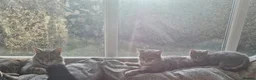 American Shorthair cats for sale: Playful Female Kitten Ready For New Home in Hitchin - Advert 1