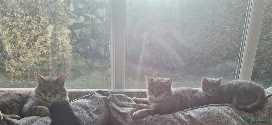 American Shorthair cats for sale: Playful Female Kitten Ready For New Home in Hitchin - Advert 1
