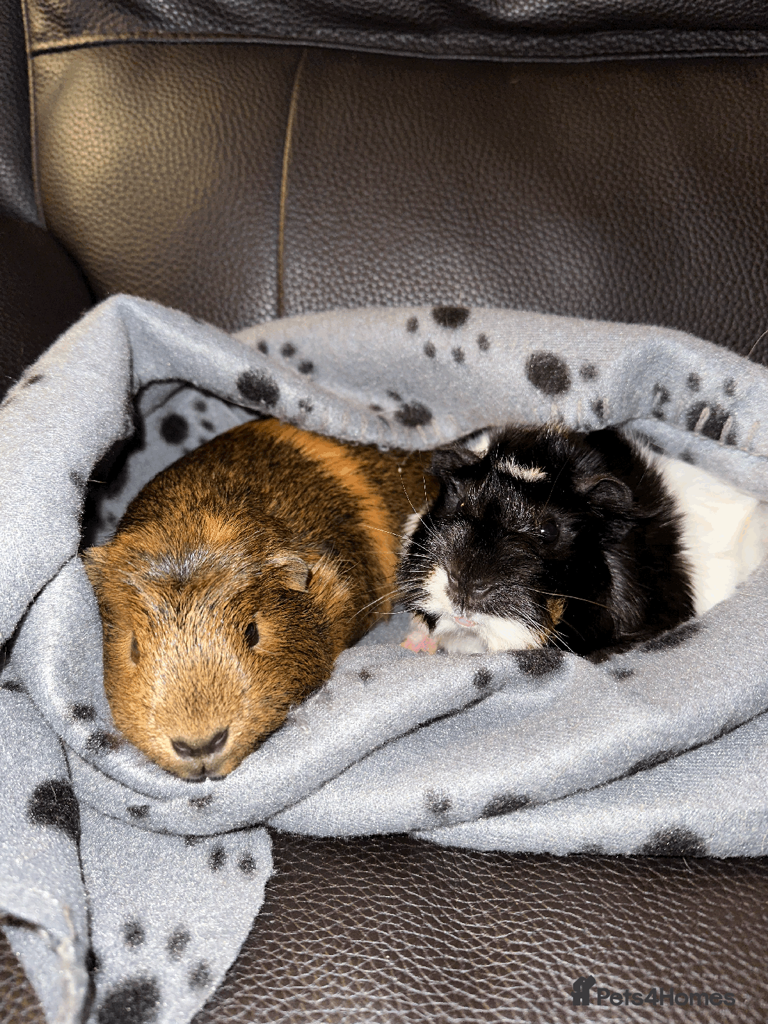 Guinea Pig rodents for sale: Female guinea pig pair (must stay together) - Advert 9