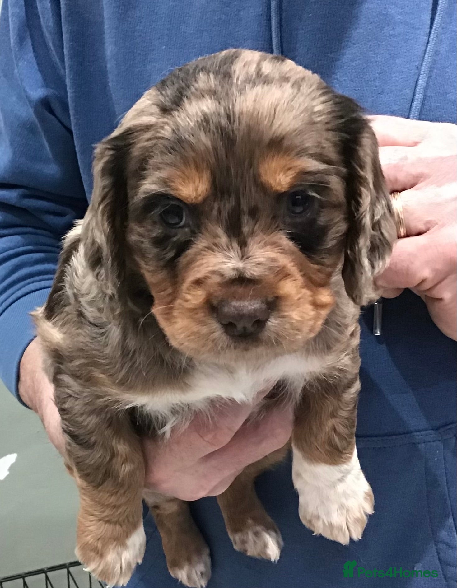 Cocker Spaniel dogs ABSOLUTELY STUNNING COCKER SPANIEL PUPPIES  - Advert 3