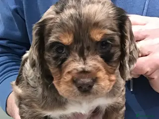 Cocker Spaniel dogs ABSOLUTELY STUNNING COCKER SPANIEL PUPPIES - Advert 2