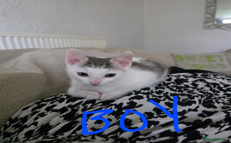 Mixed Breed cats - Advert 14