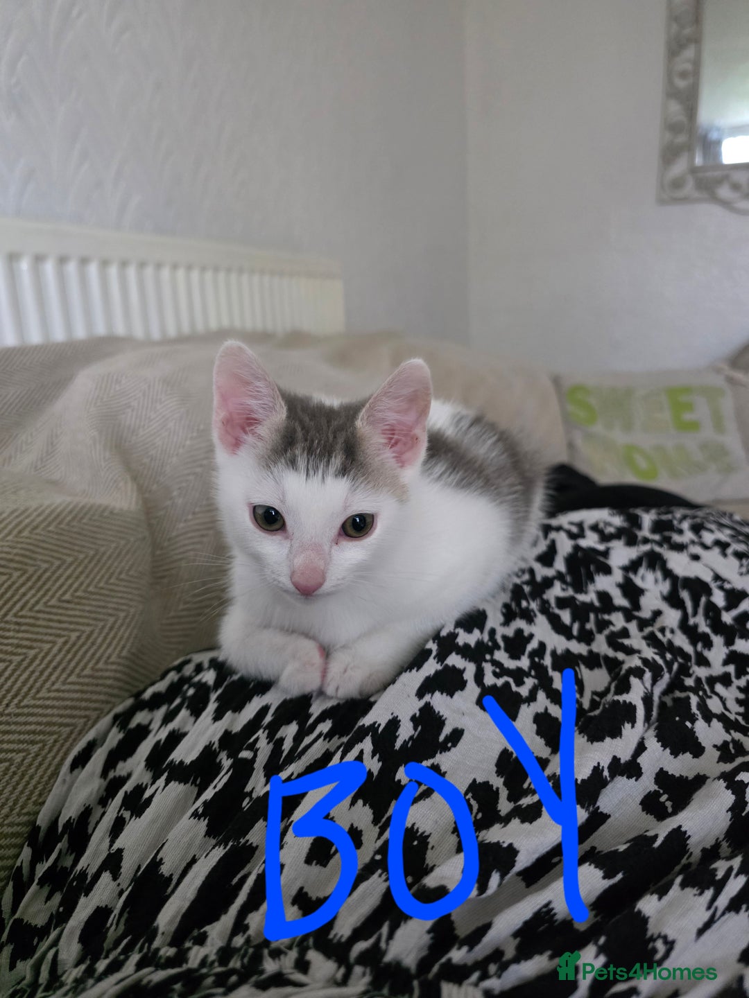 Mixed Breed cats for sale: Beautiful kittens  - Image 2