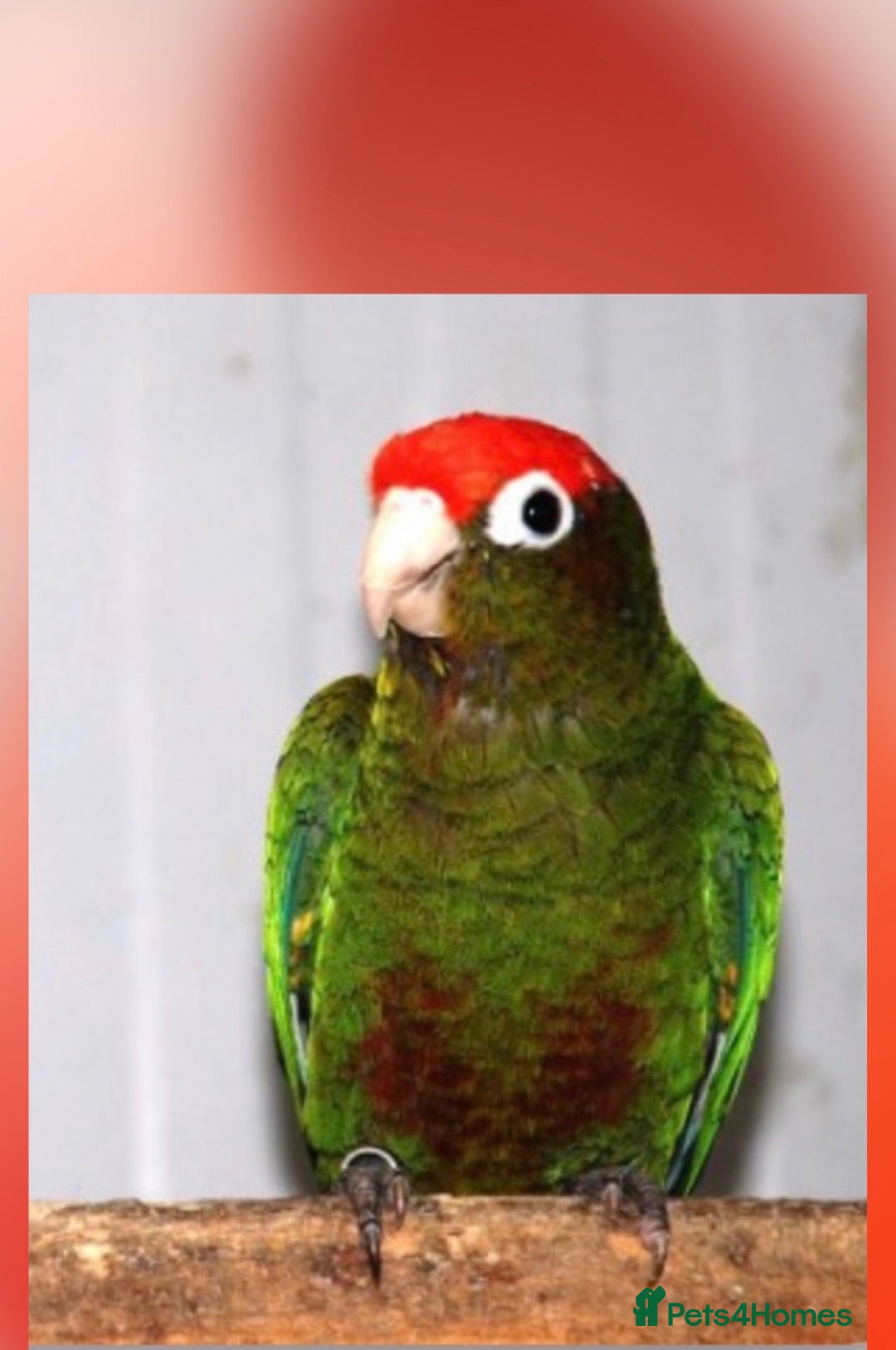 Conures birds Rose-Crowned Conures & Pearly Conure - Advert 1