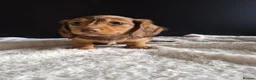 Miniature Dachshund dogs for sale: KC Reg Miniature Long-Haired Dachshund Ready Now!  - Advert 5