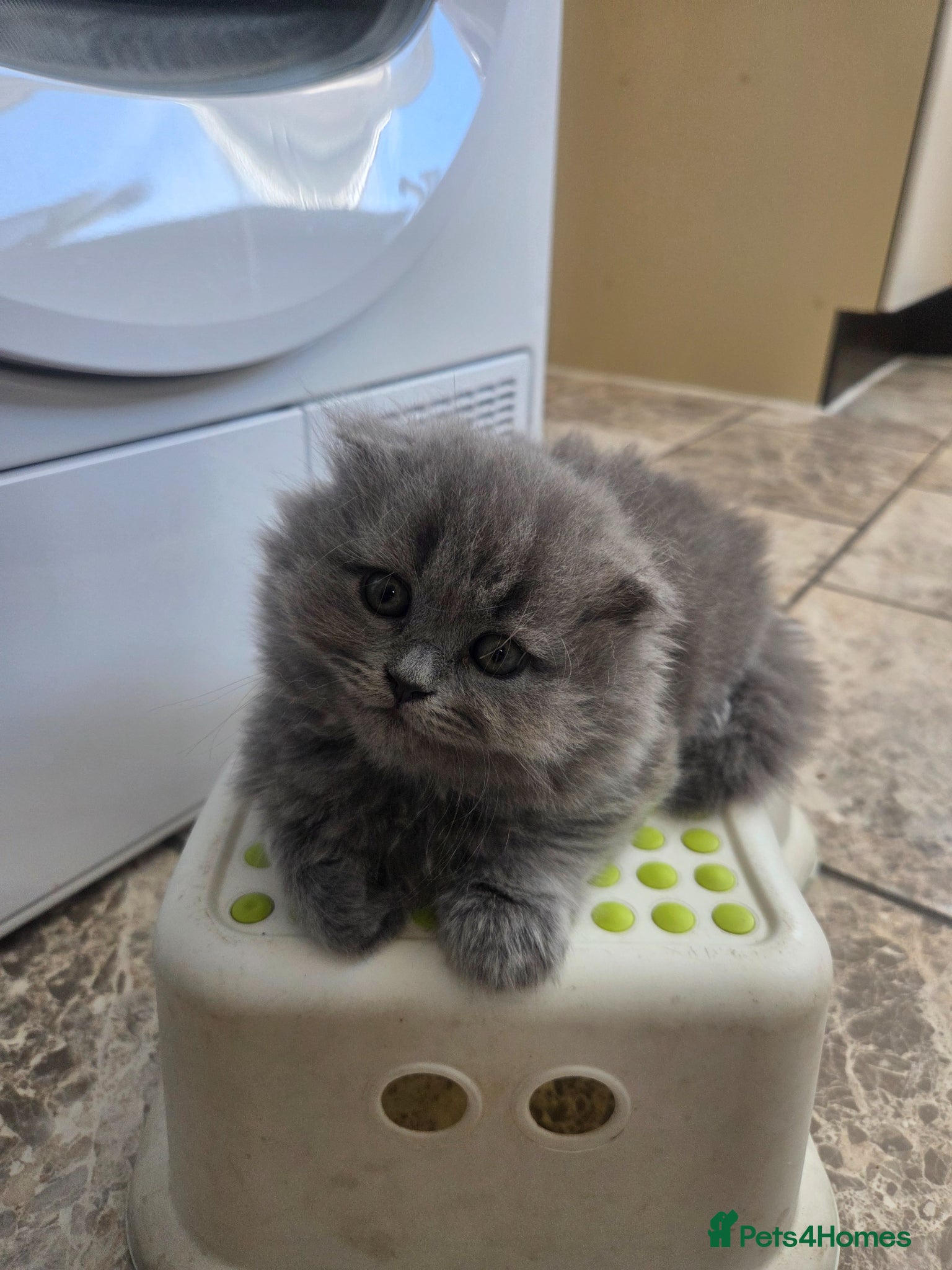 Scottish Fold cats for sale: Scottish kittens blue fold and straight boy, girl in Nottingham - Advert 21