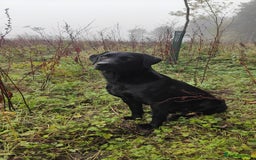 Labrador Retriever dogs for stud: Stud dog - Image 4