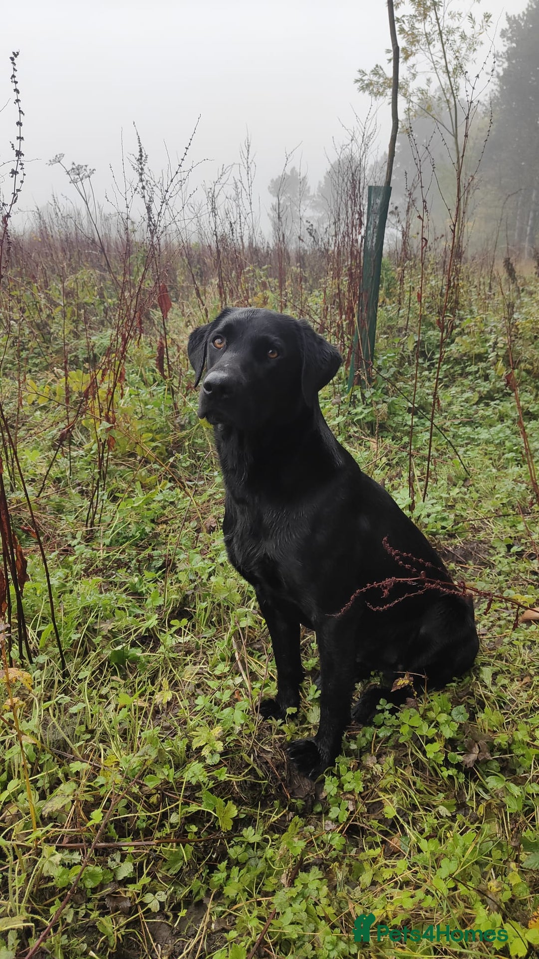 Labrador Retriever dogs for stud: Stud dog - Image 4