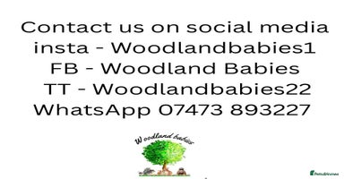 Hamster rodents Syrian Hamster Babies Males Females Pedigree  - Advert 8