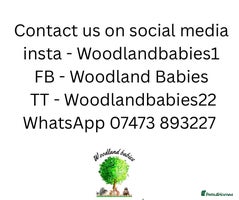 Hamster rodents Syrian Hamster Babies Males Females Pedigree - Advert 8