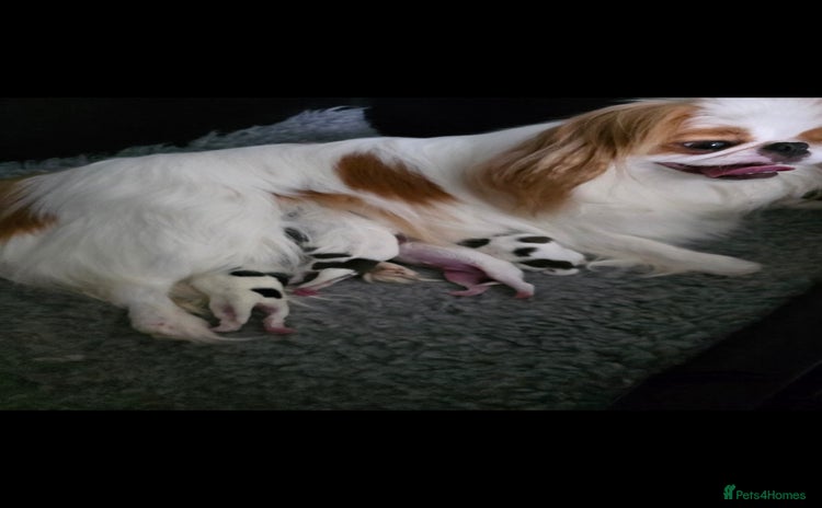 Japanese Chin dogs Japanese chin puppy  - Advert 4