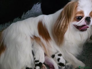 Japanese Chin dogs Japanese chin puppy - Advert 1