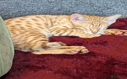 Savannah cats for sale: Cinnamon  spotted savannah - Image 4