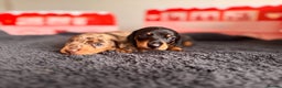 Miniature Dachshund dogs for sale: 🐾 miniature Dachshund 1 LEFT READY IN 2 WEEKS🐾 - Advert 12